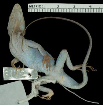 Media type: image;   Herpetology R-6172 Aspect: ventral
